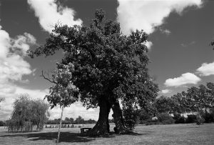 2001 - Arbres remarquables, l'inventaire départemental